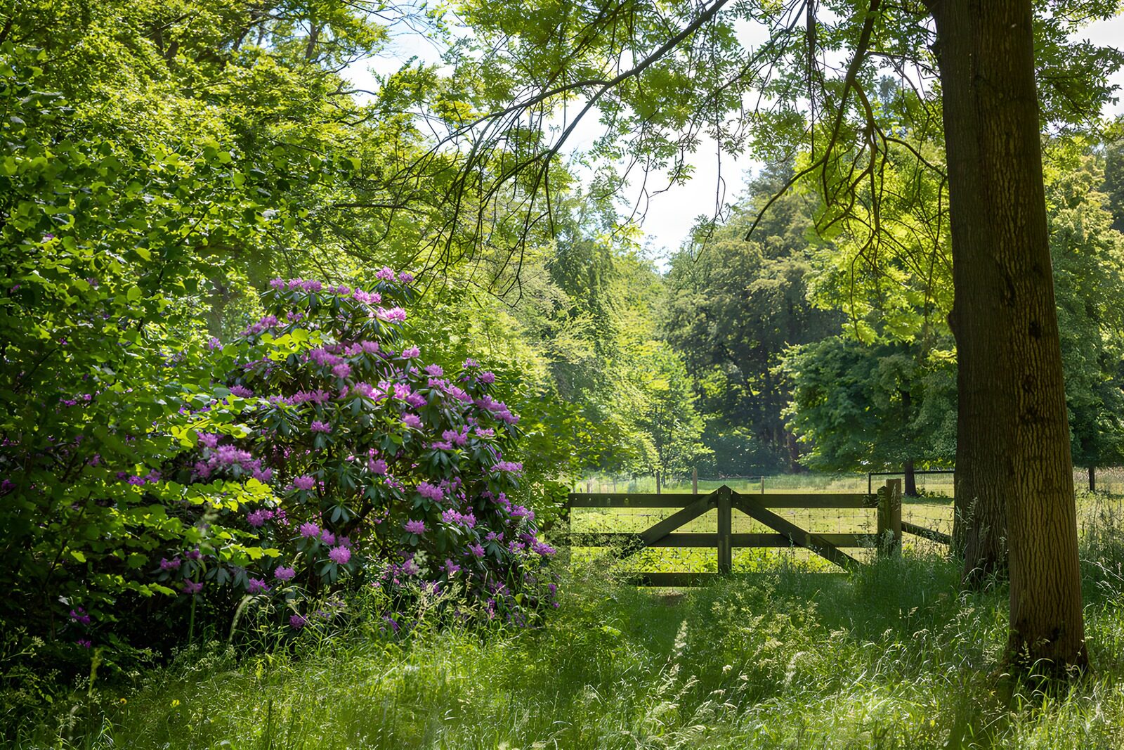 OCCOM8761546: Serene Garden Pathway