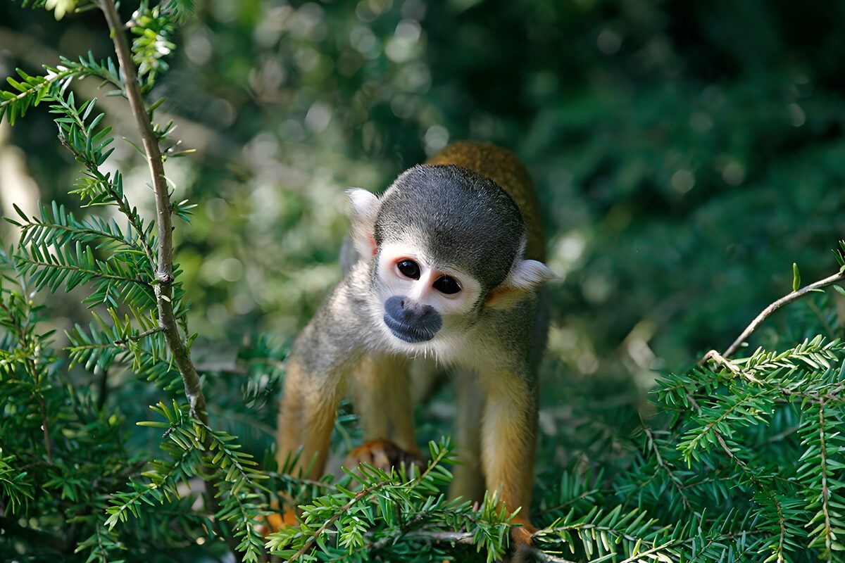 OCCOM6732377: Curious Squirrel Monkey in Nature