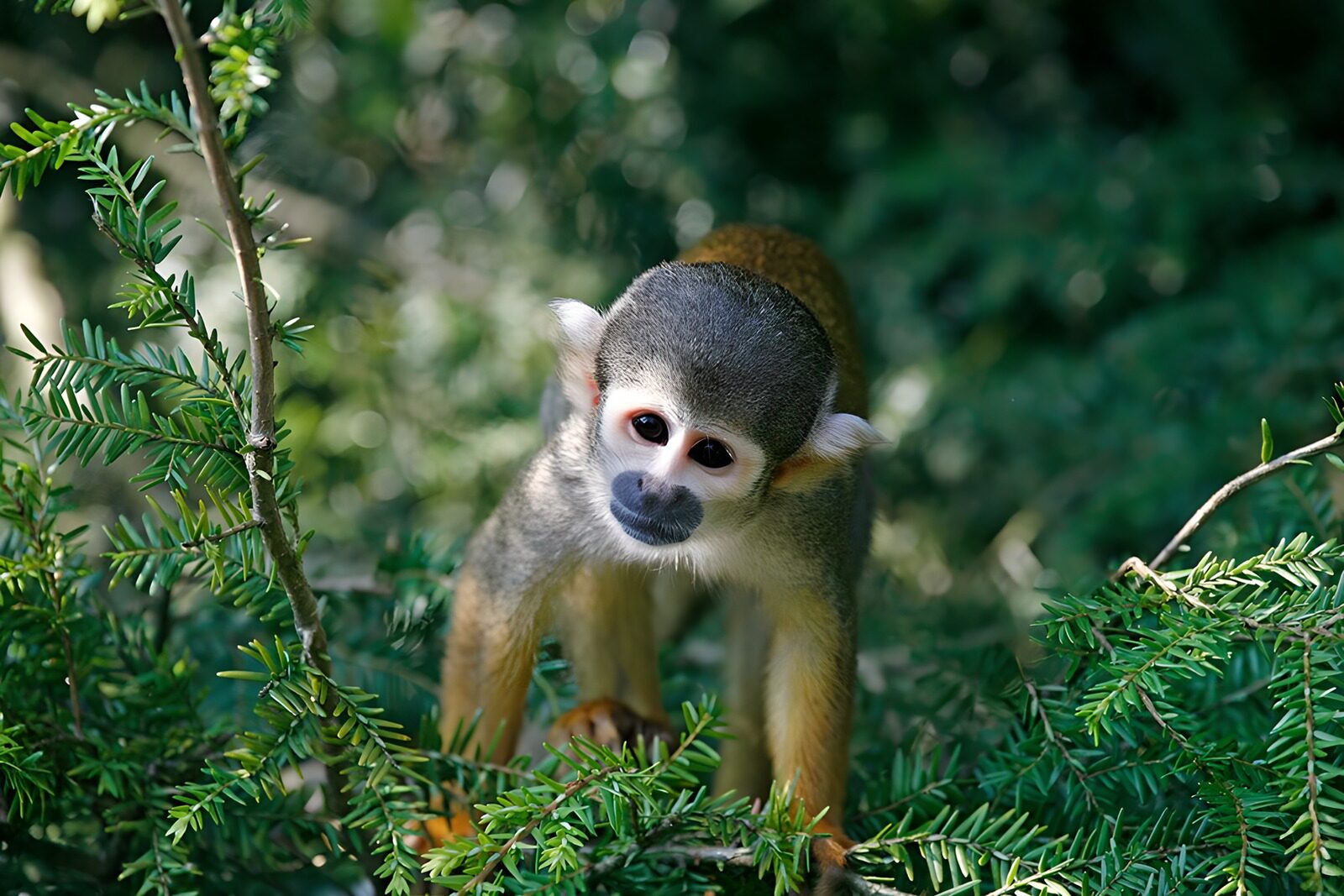 OCCOM6732377: Curious Squirrel Monkey in Nature