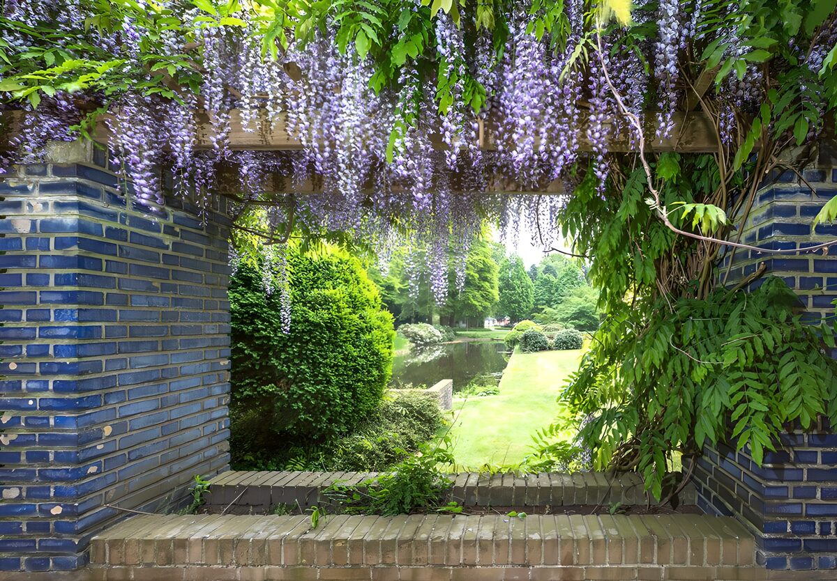 Beautiful Wisteria Overlooking a Tranquil Garden