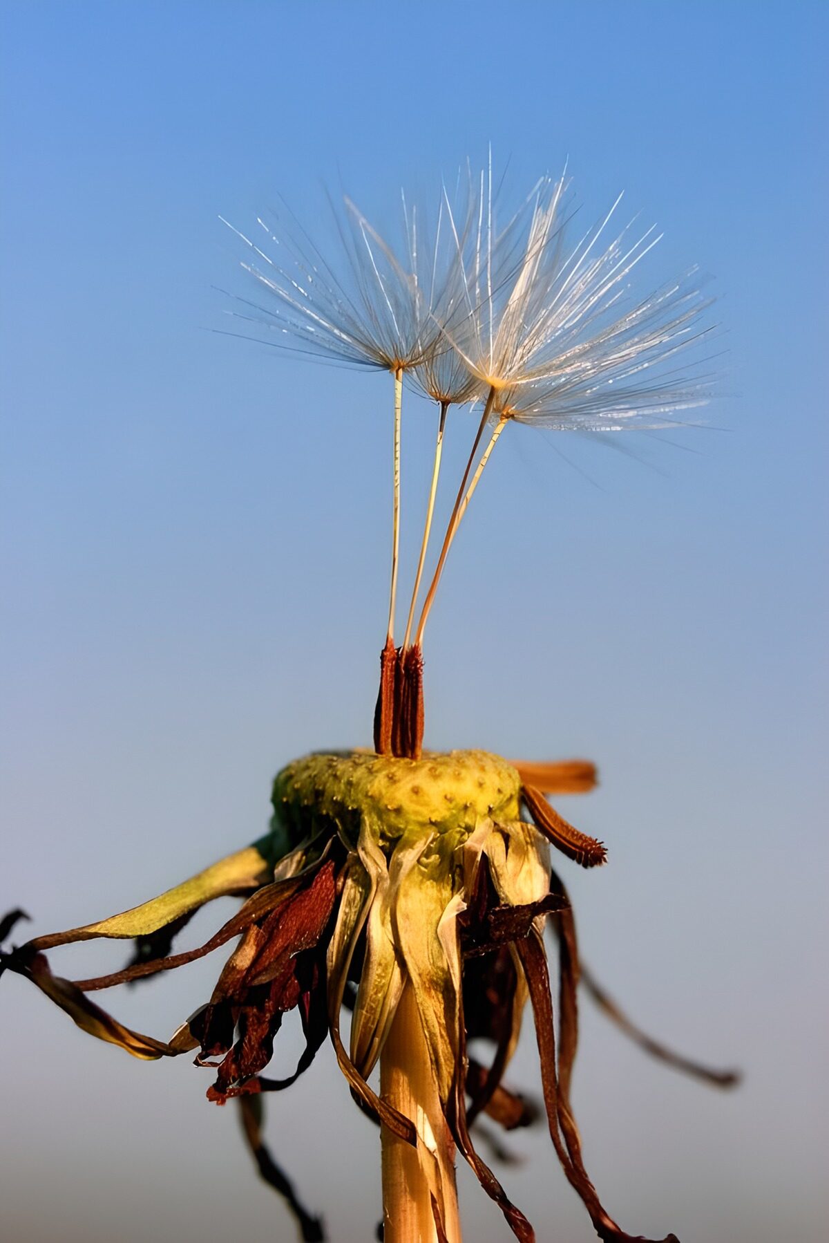 OCCOM3615728: Dandelion Seeds Ready to Take Flight
