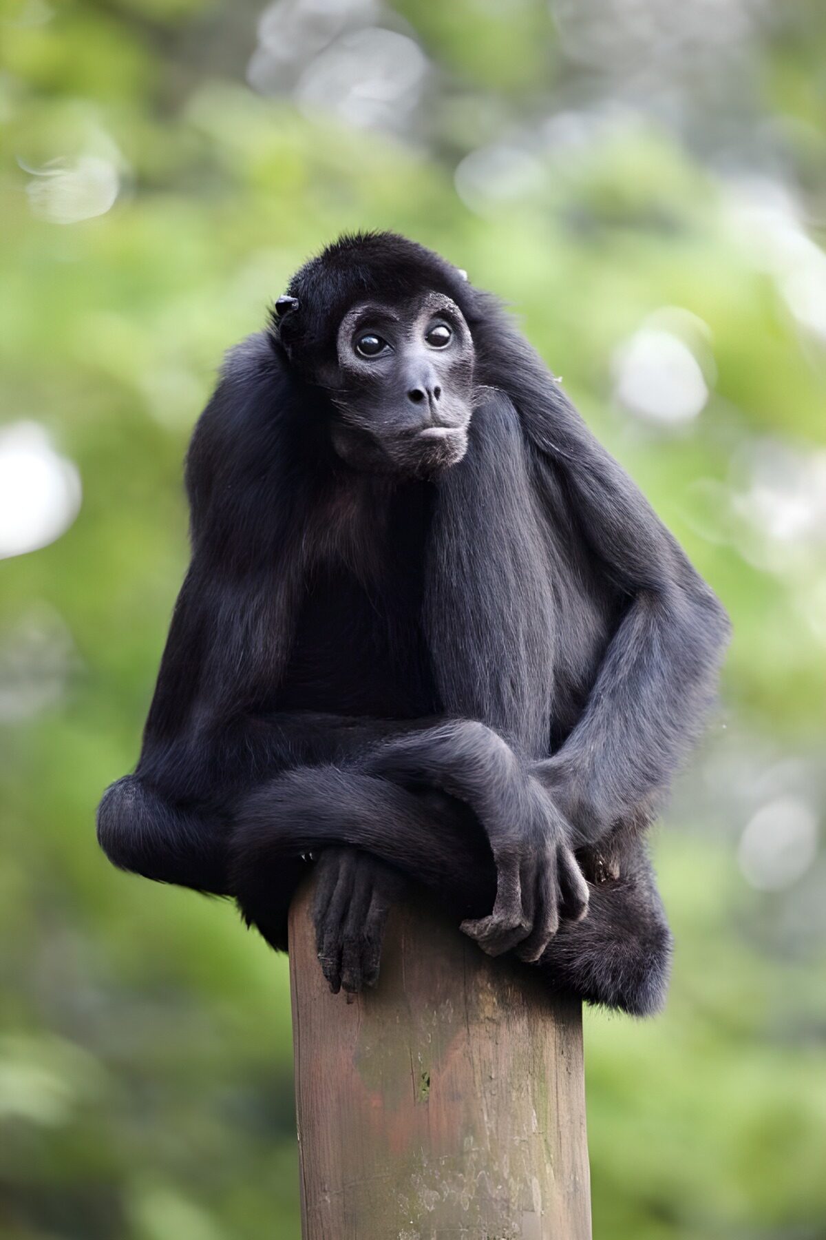 OCCOM3516094: Reflective Moment of a Black Howler Monkey