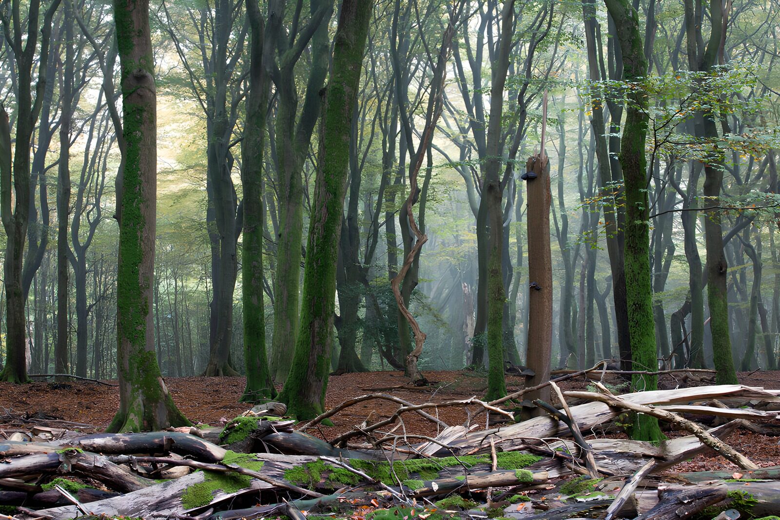 OCCOM5386685: Enchanted Forest in Morning Mist