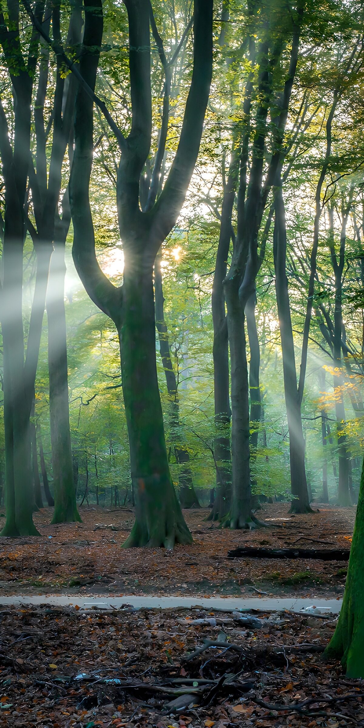 Ethereal Forest Light