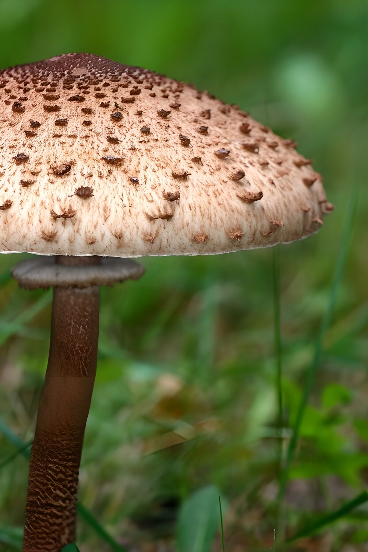 OCCOM5890036: Distinctive Brown Mushroom in Nature