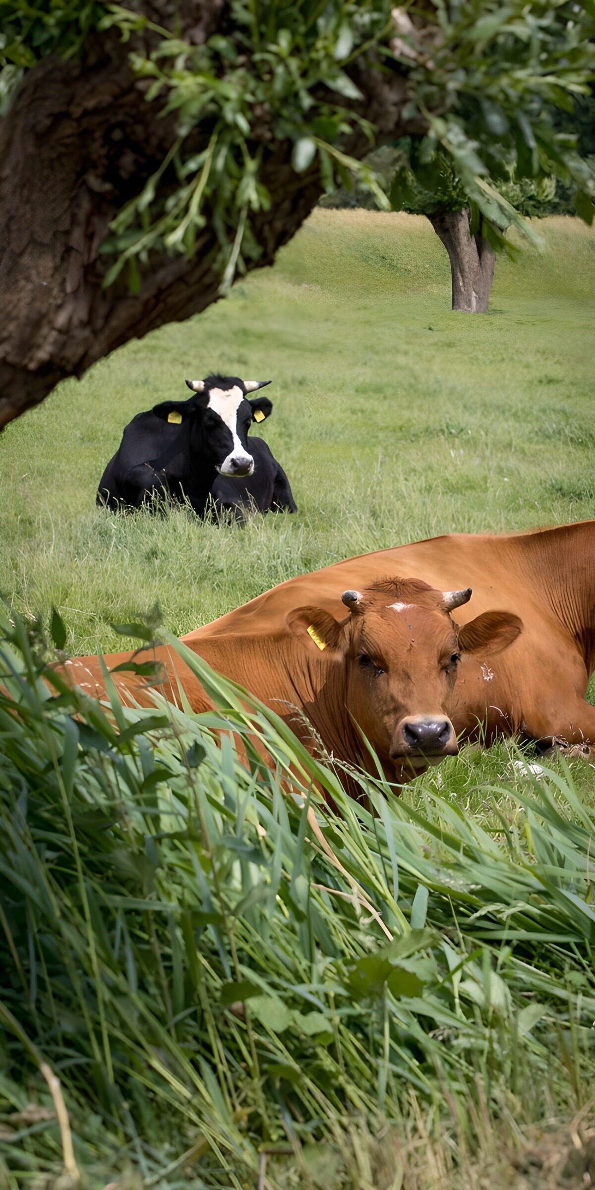 OCCOM2785451: Peaceful Pasture Moments