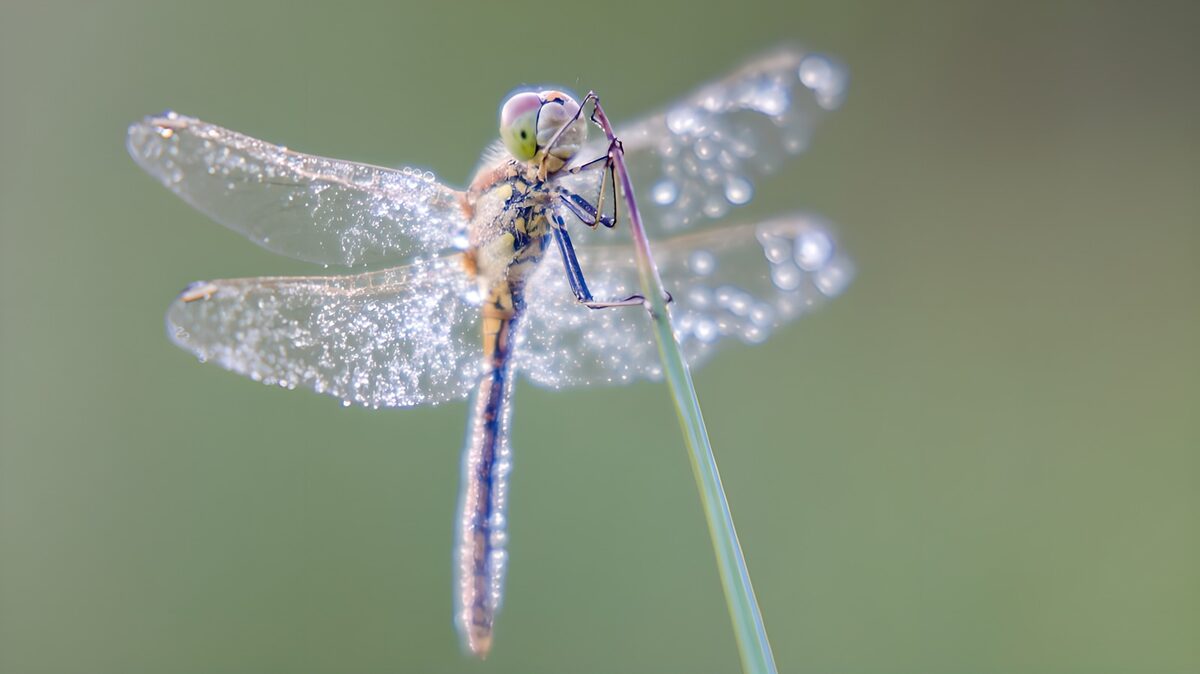 Dewy Dragonfly in Morning Light