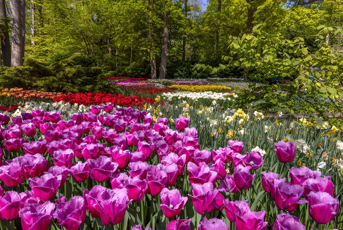 OCCOM8724571: Vibrant Tulip Garden in Spring