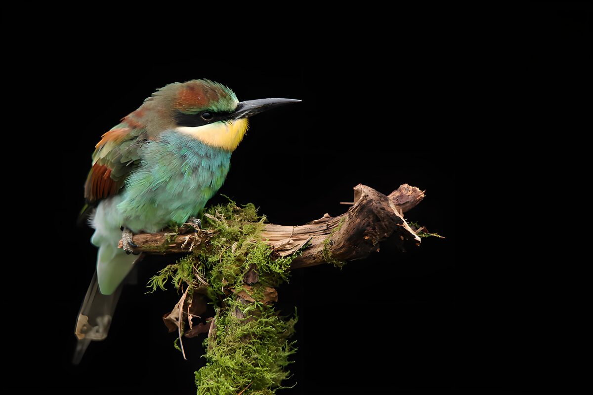 Colorful Bird Perched on a Branch