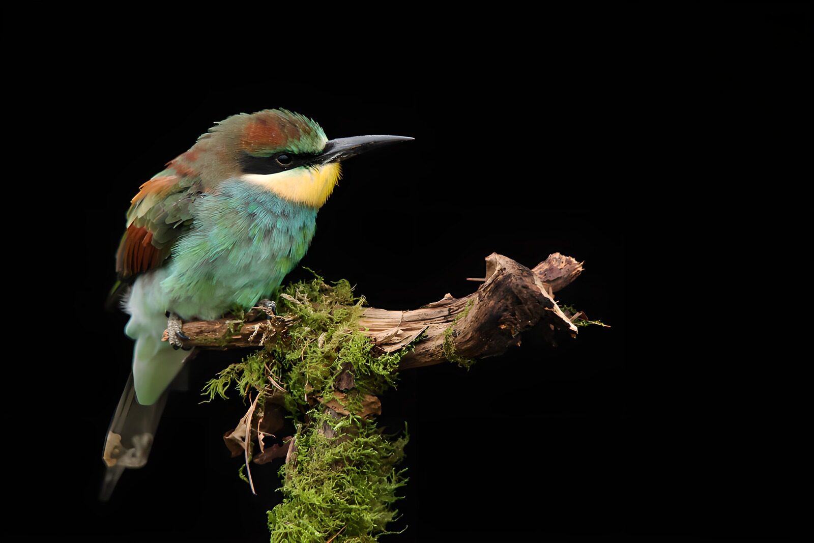 OCCOM4972115: Colorful Bird Perched on a Branch