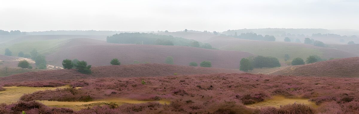 OCCOM3844554: Misty Heather Landscape