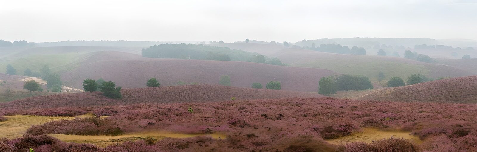 OCCOM3844554: Misty Heather Landscape