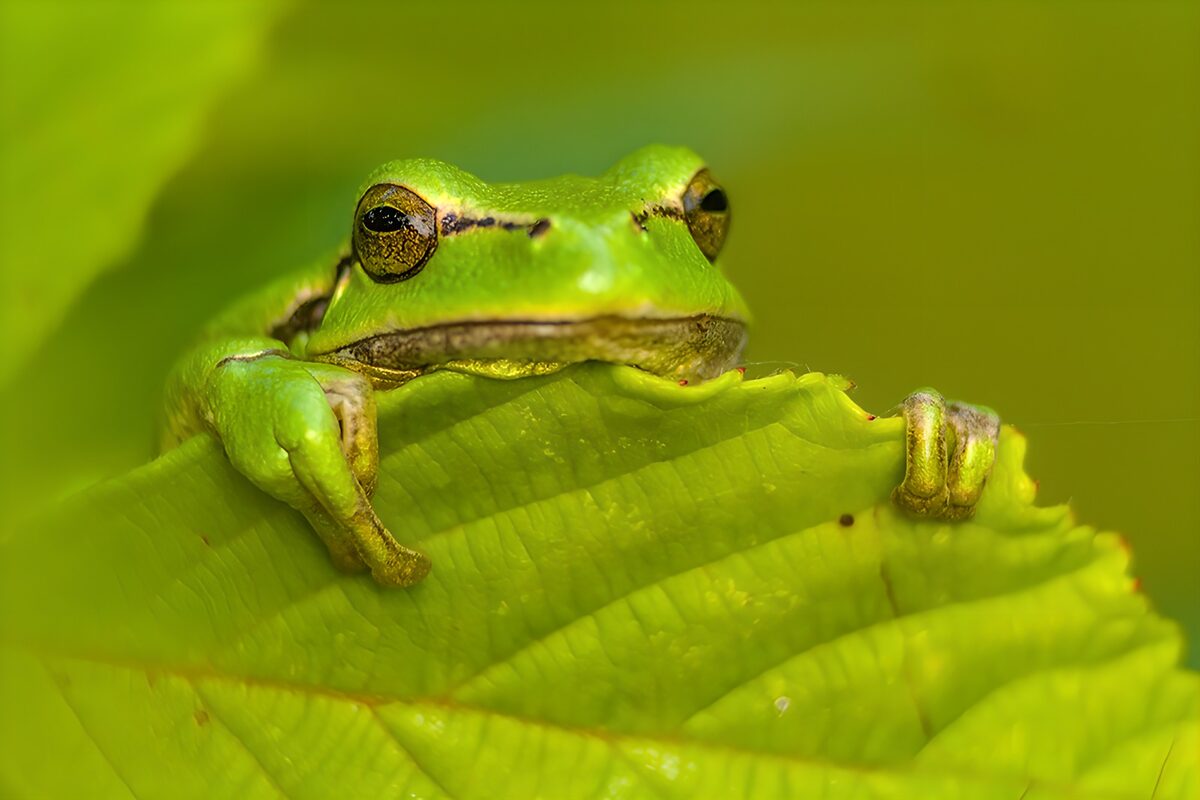 OCCOM4612926: Curious Green Frog on a Leaf