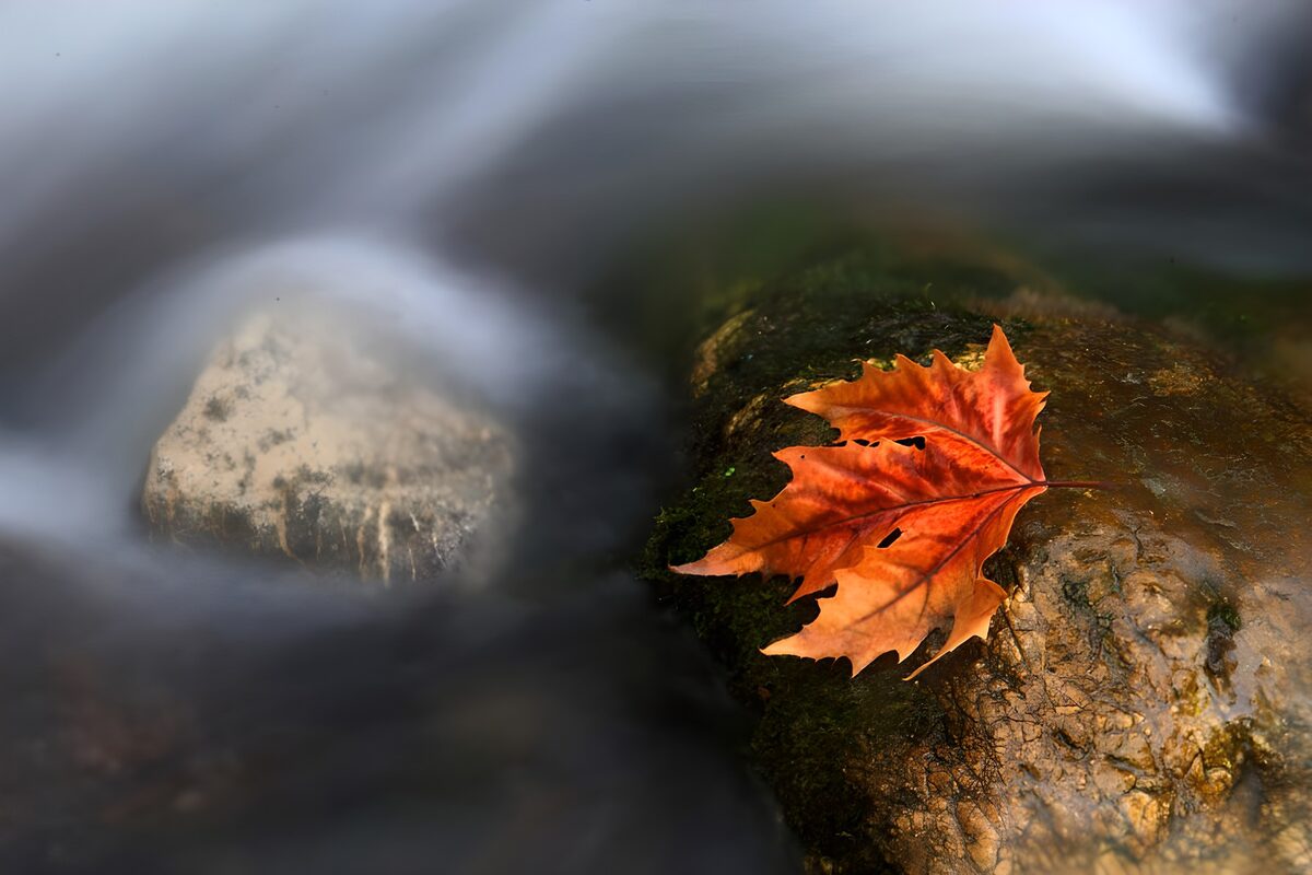Autumn Leaf on a River Stone