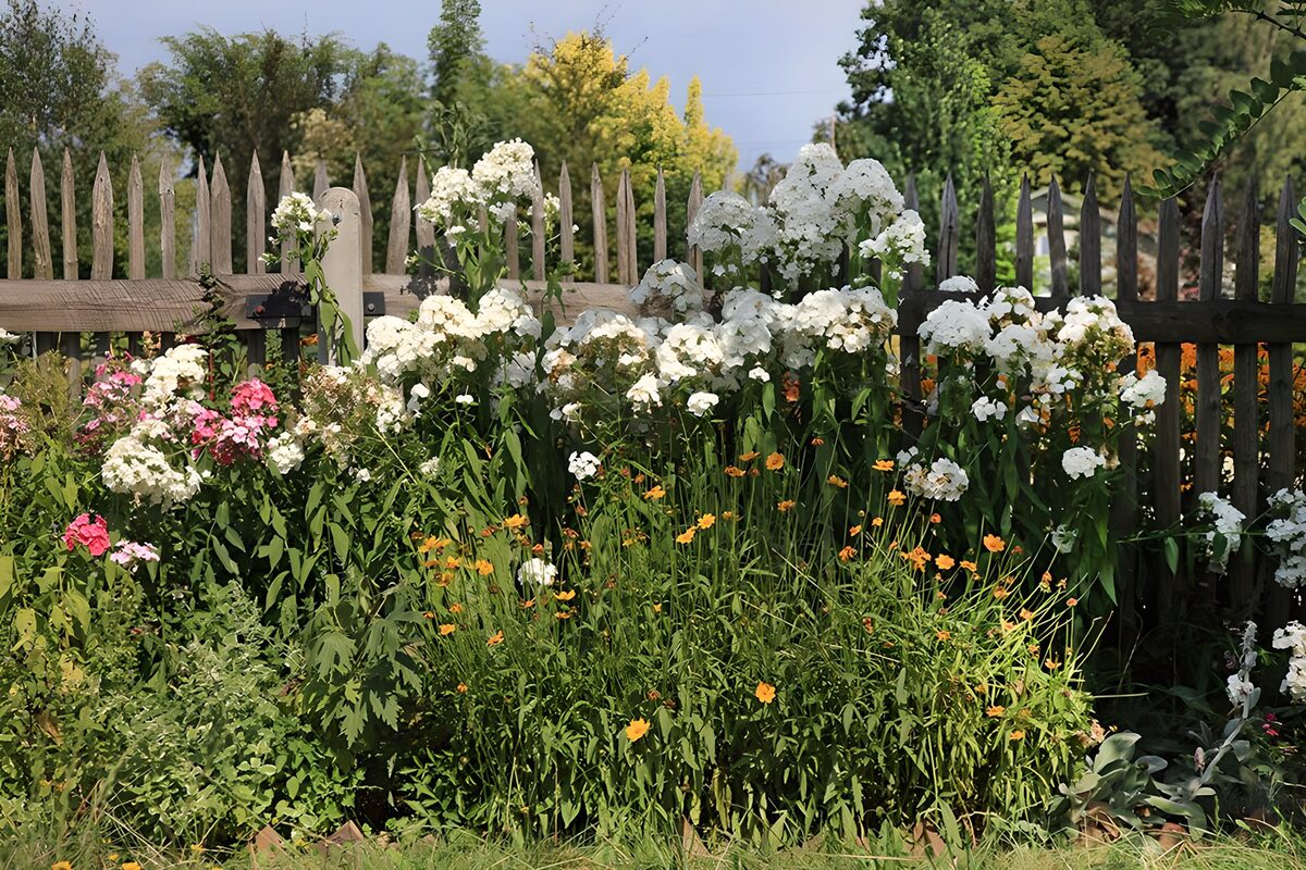 Vibrant Garden Bloom by the Fence