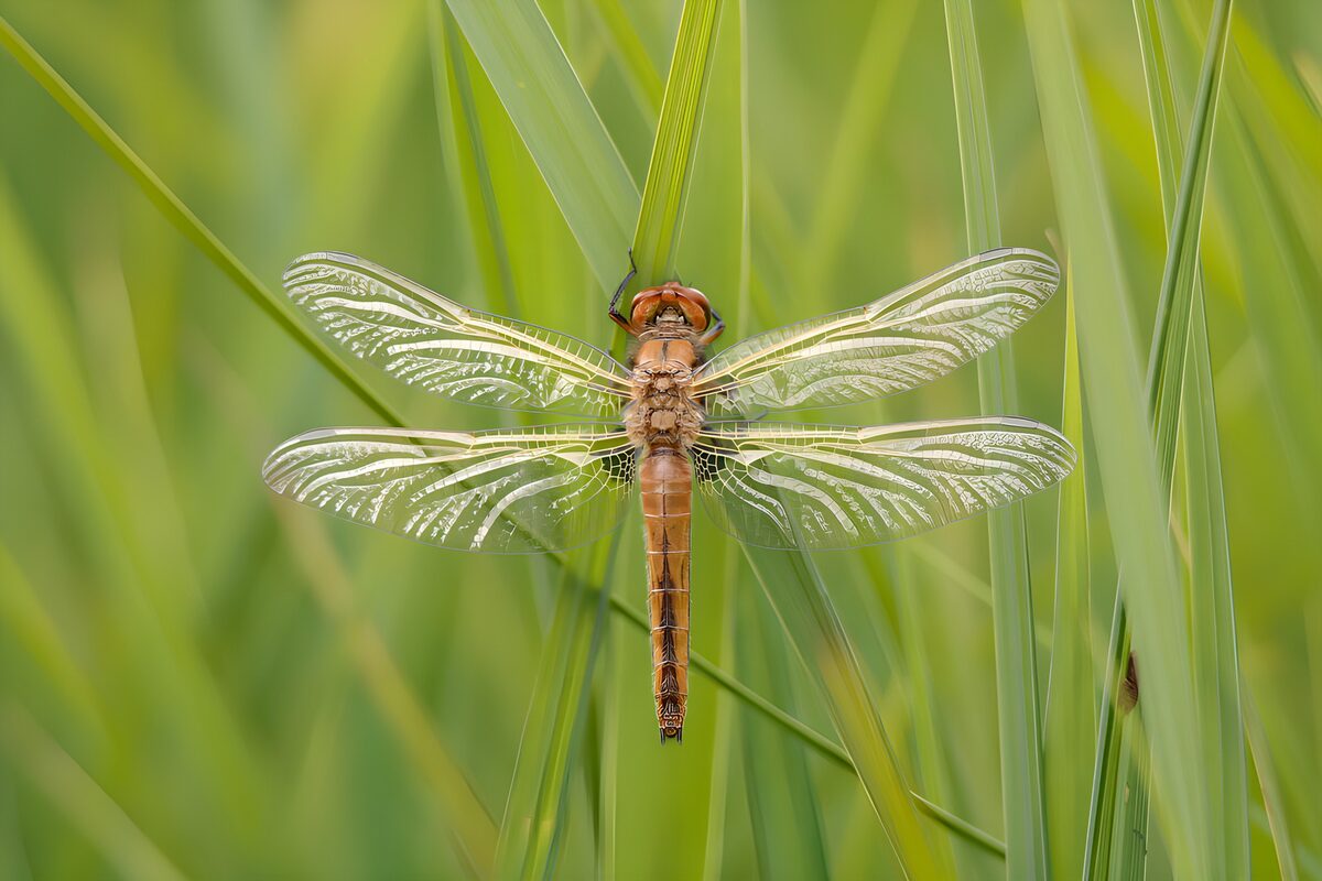 Majestic Dragonfly Among Green Leaves