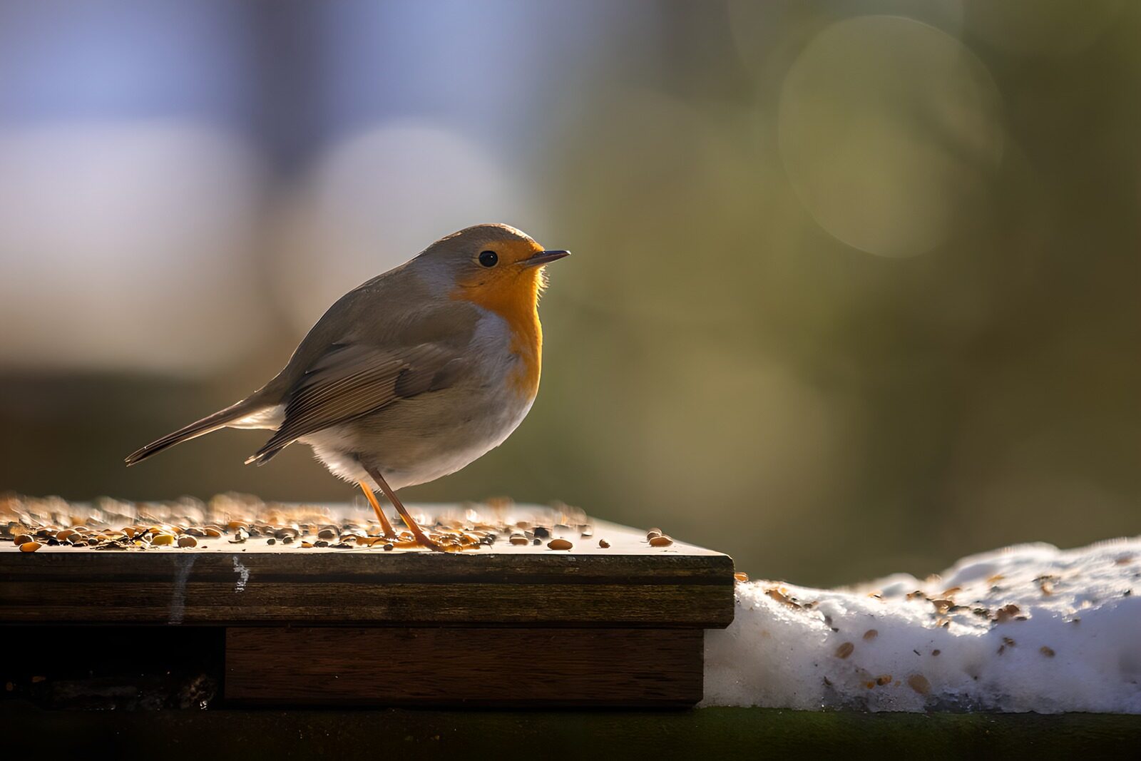 OCCOM5855986: Charming Robin on a Feeding Station