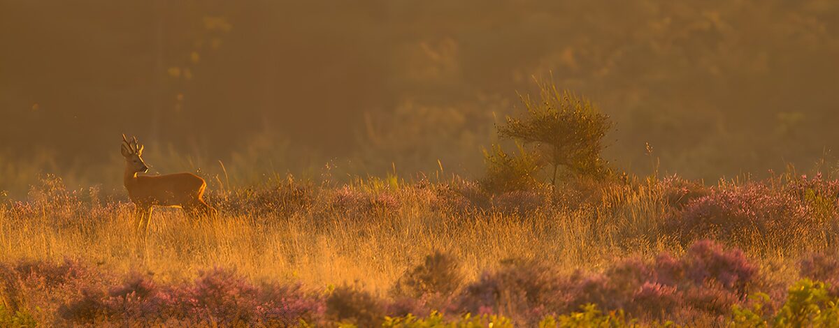 Serene Morning with a Roaring Deer