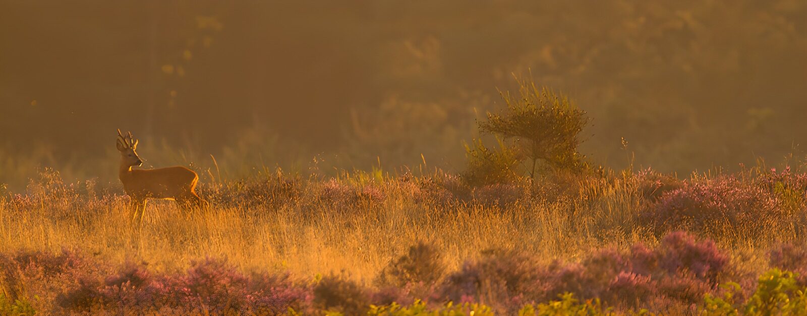 OCCOM5775988: Serene Morning with a Roaring Deer