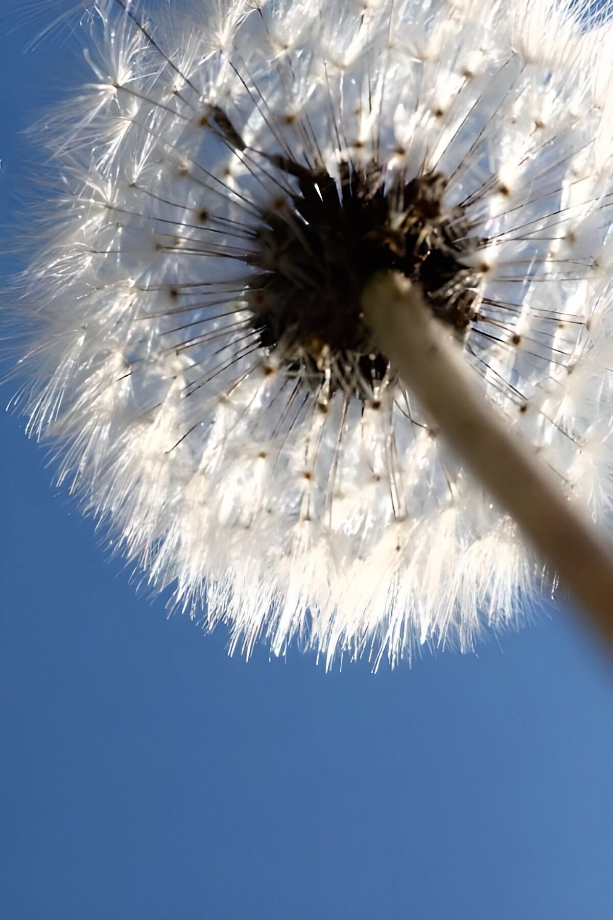 OCCOM2415977: Dandelion Puff Against the Sky