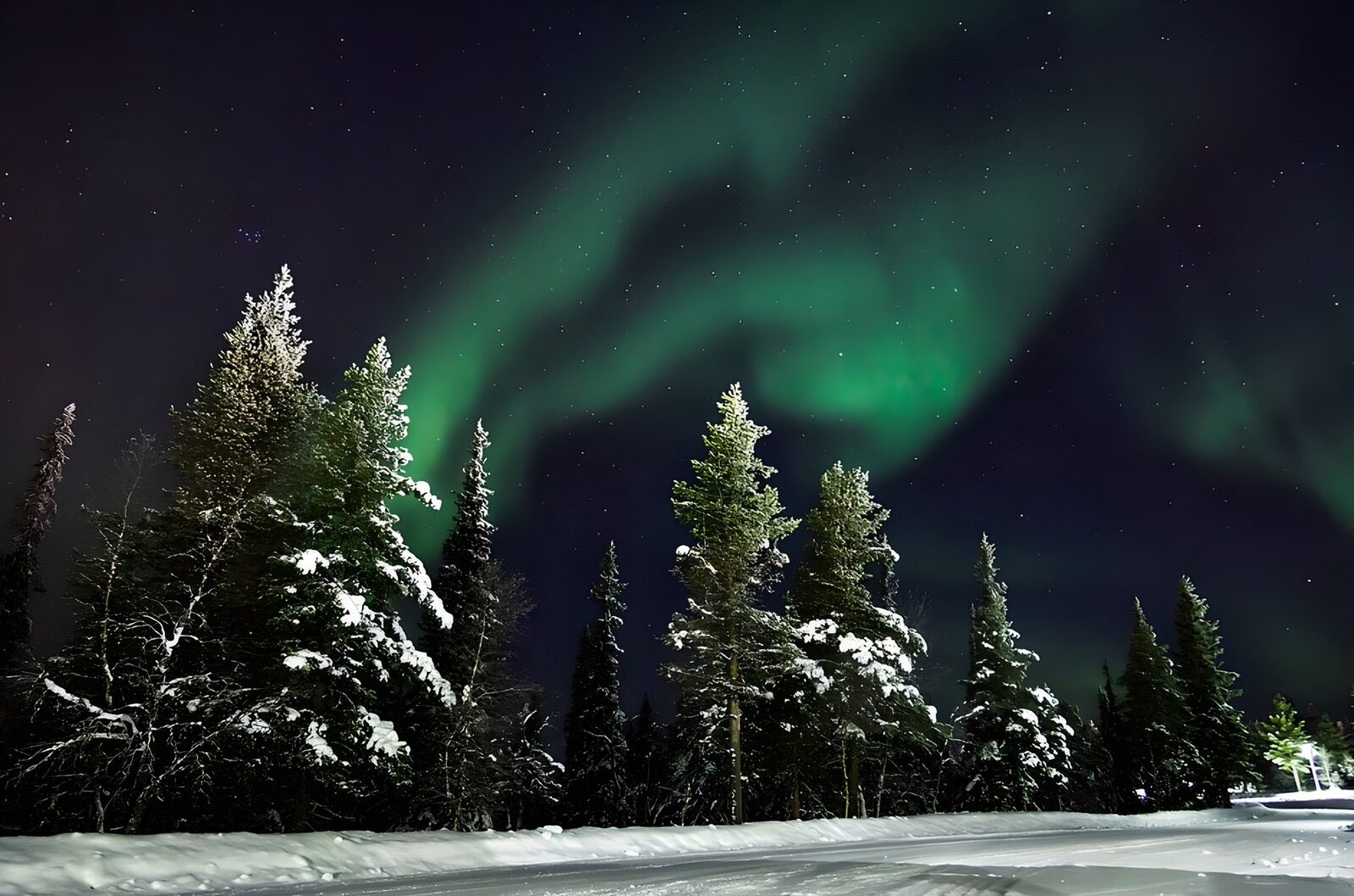 OCCOM2477982: Enchanted Northern Lights Over Snowy Pines