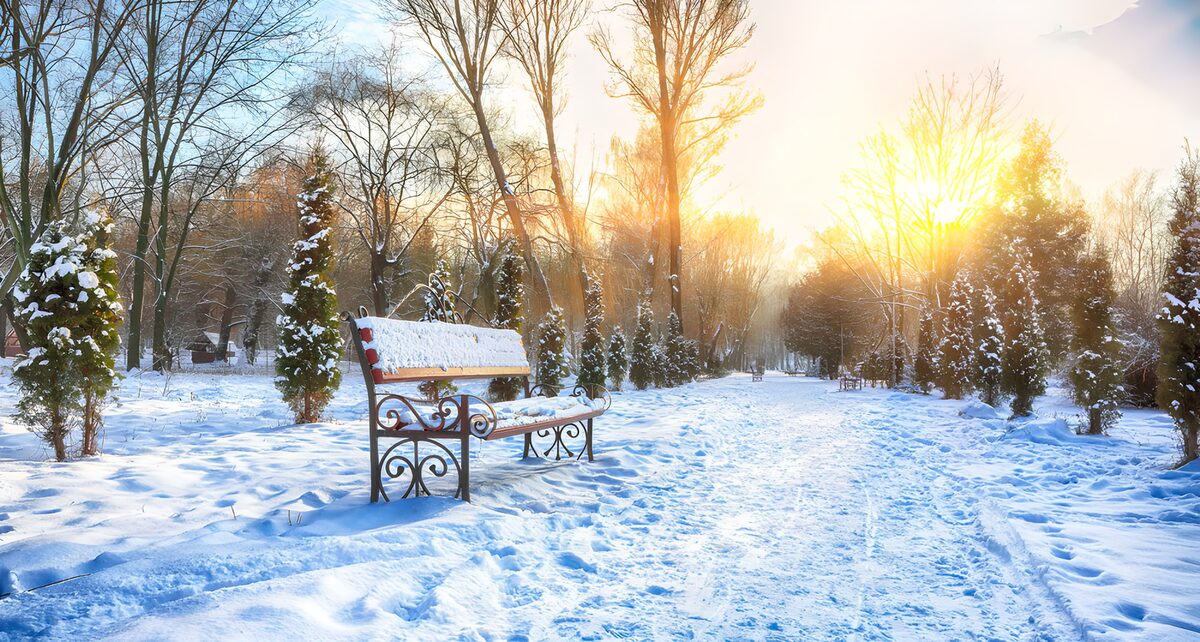 OCCOM2489945: Serene Winter Morning in the Park