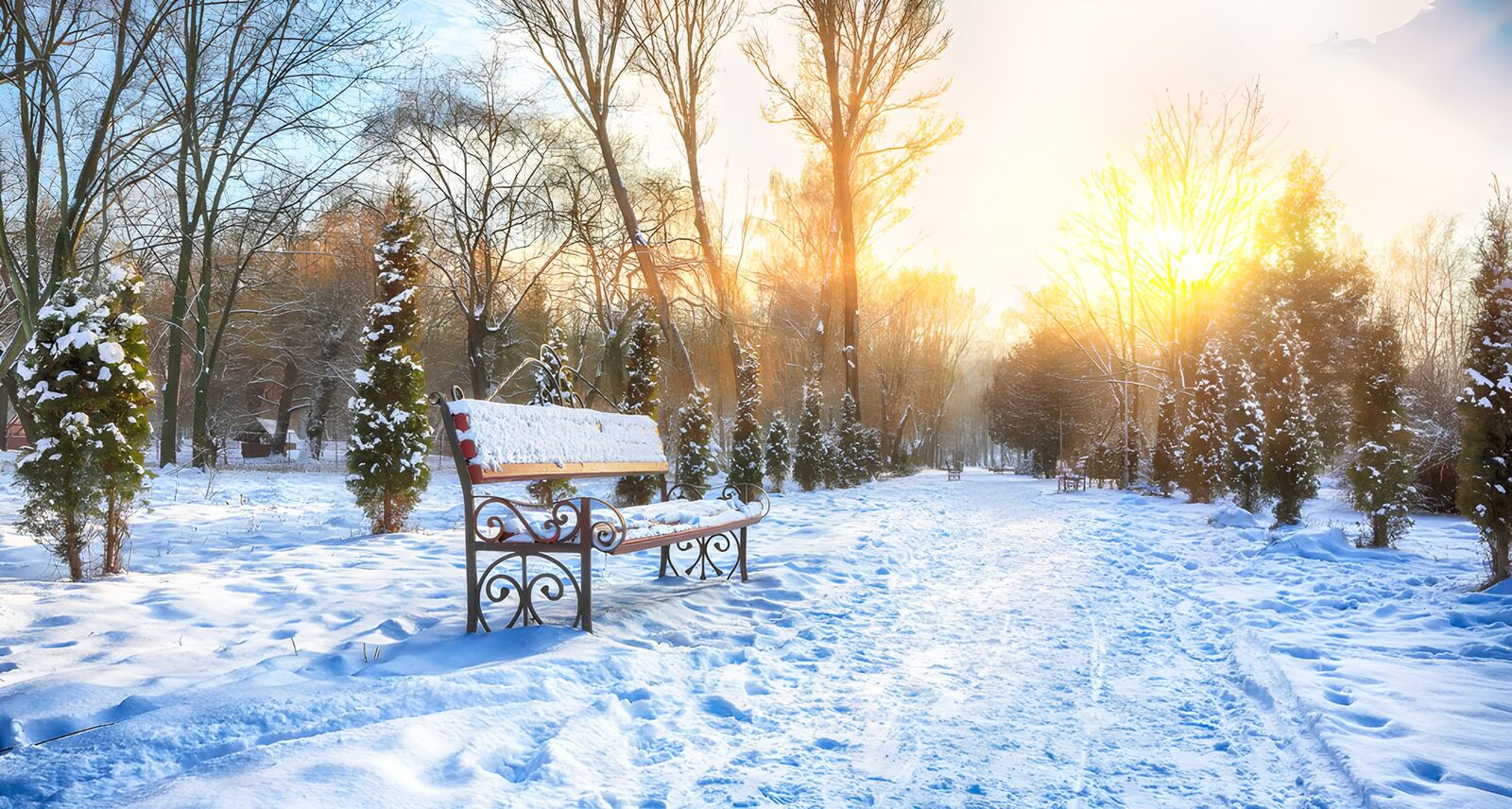 OCCOM2489945: Serene Winter Morning in the Park