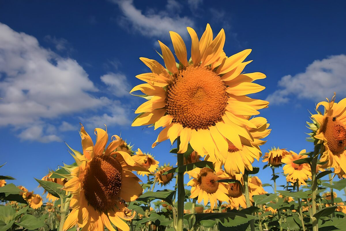Bright Sunflowers Under a Blue Sky