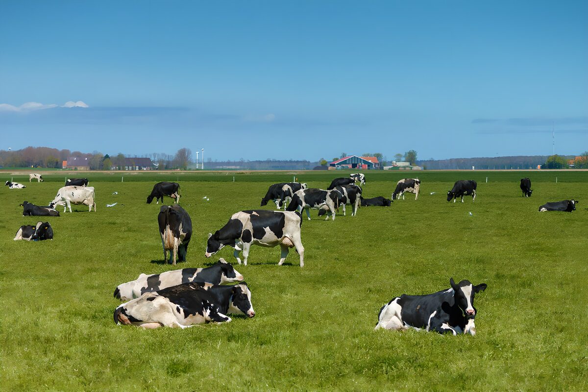 Peaceful Pasture with Grazing Cows