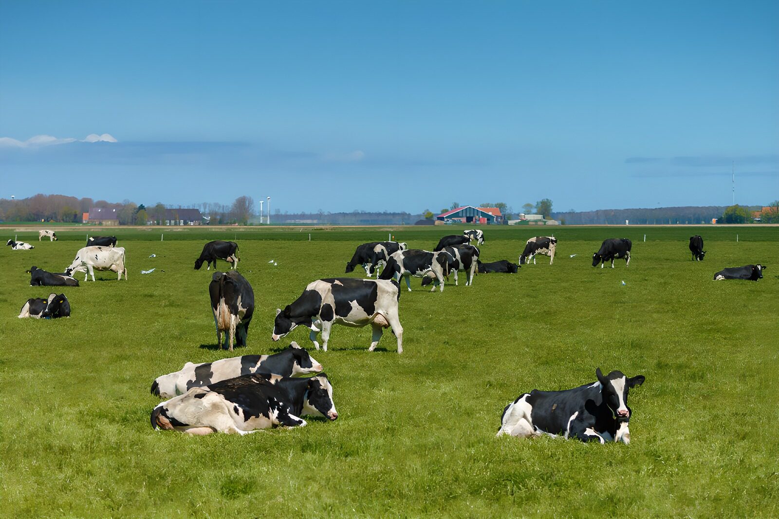 OCCOM4769815: Peaceful Pasture with Grazing Cows