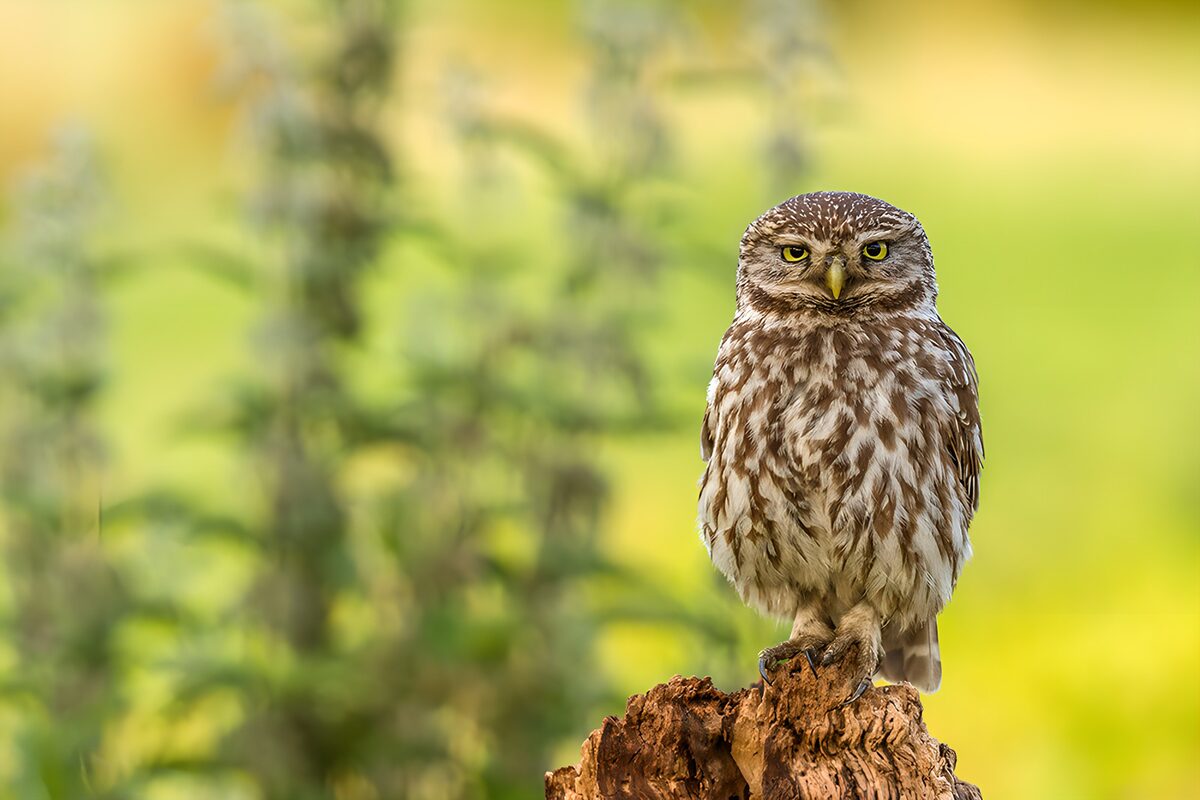 Watchful Little Owl in Nature