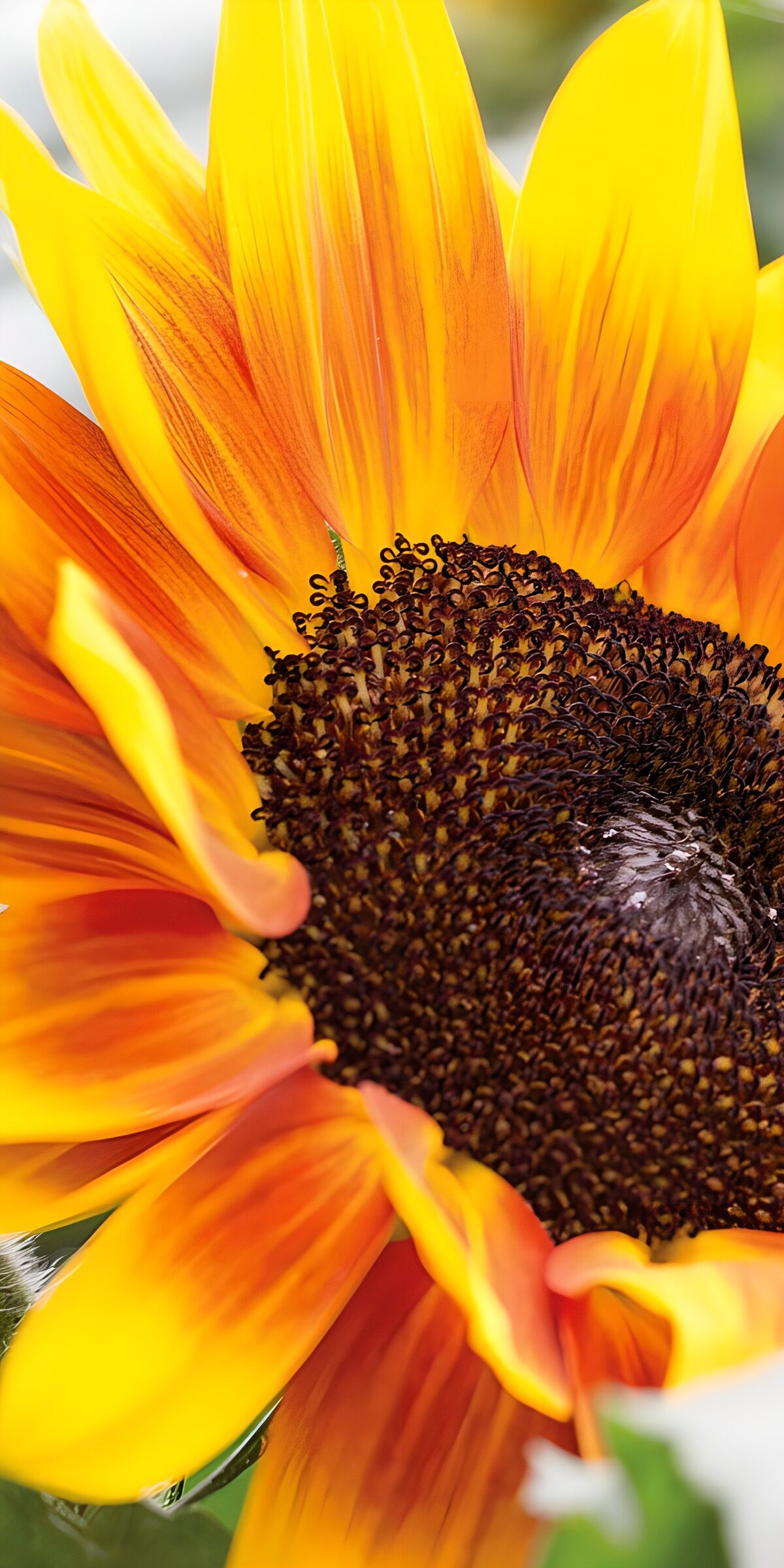 OCCOM1983146: Vibrant Sunflower Bloom