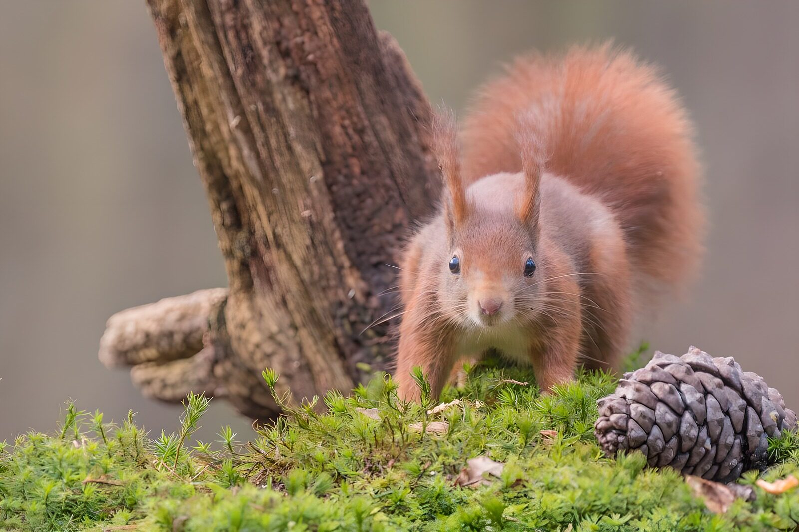 OCCOM9259481: Curious Red Squirrel in Nature