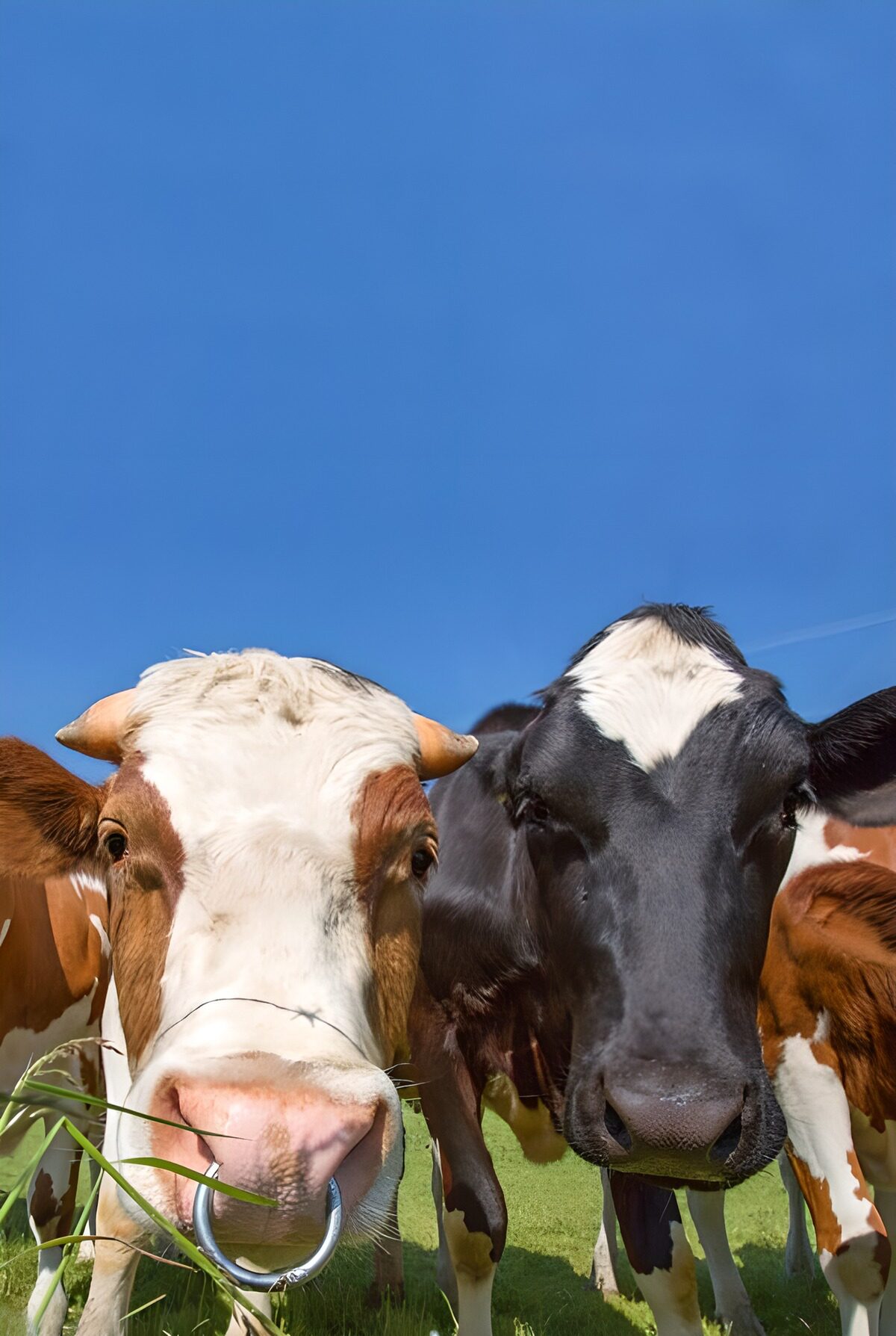 Curious Cows in Bright Pasture