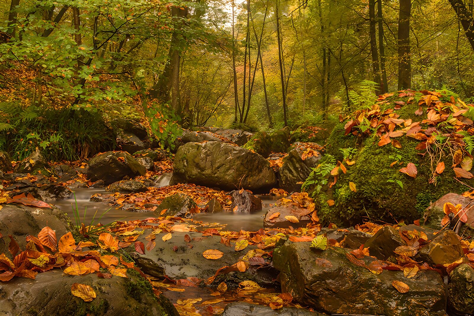 OCCOM9496849: Autumn Serenity in the Forest