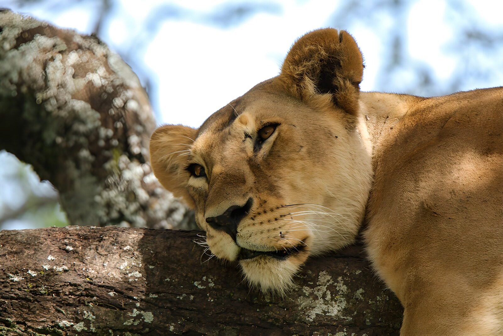 OCCOM9482888: Resting Lioness in the Shade