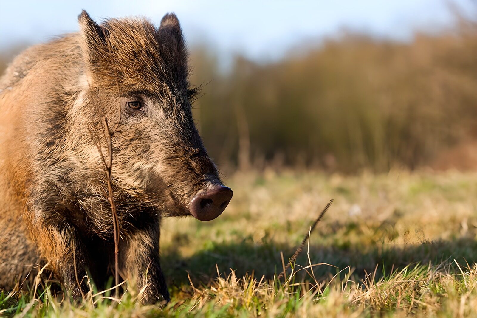 OCCOM9765075: Wild Boar in Natural Habitat