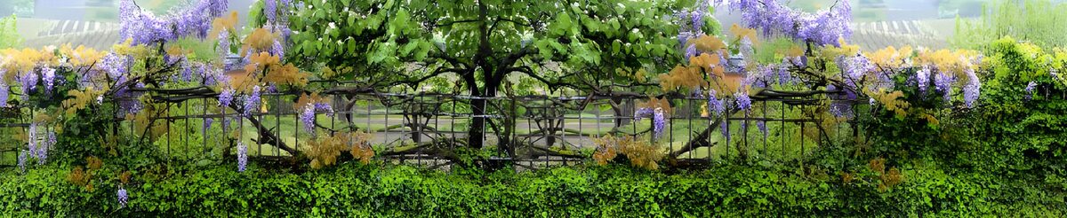 OCCOM8037449: Wisteria Bliss in a Lush Garden