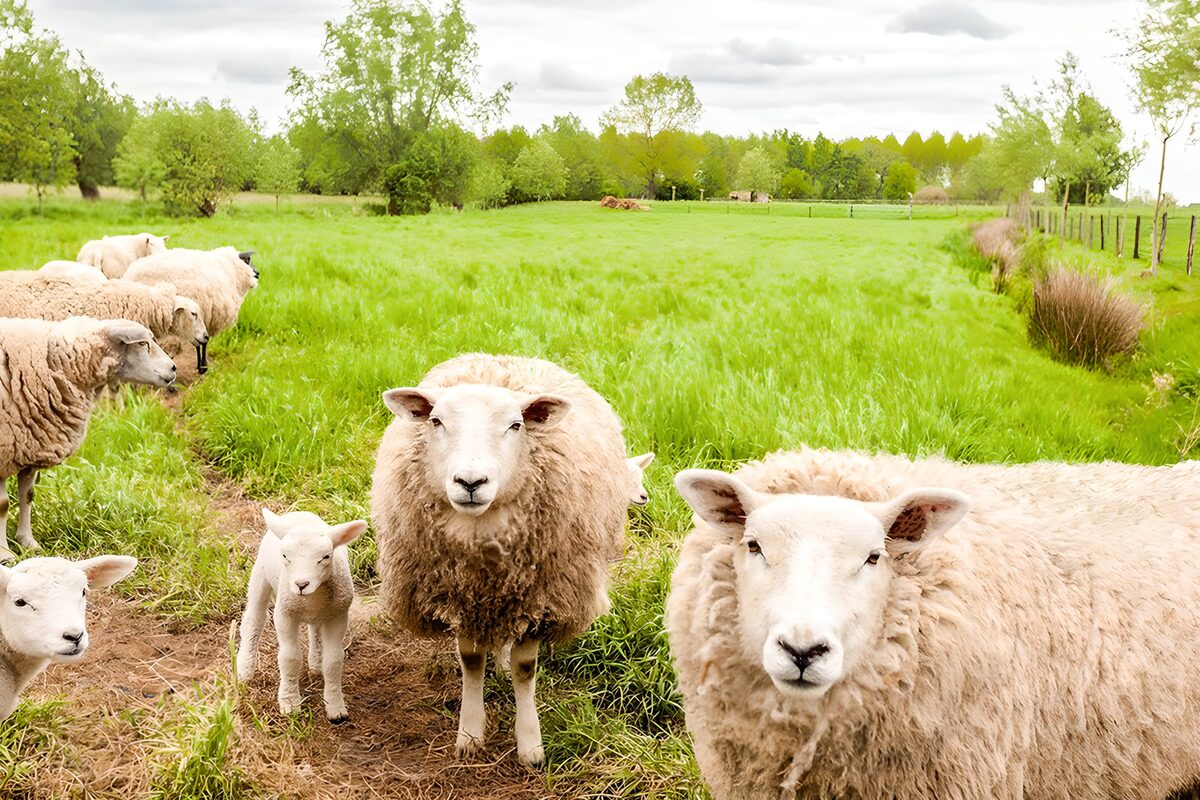 Friendly Sheep in a Green Field