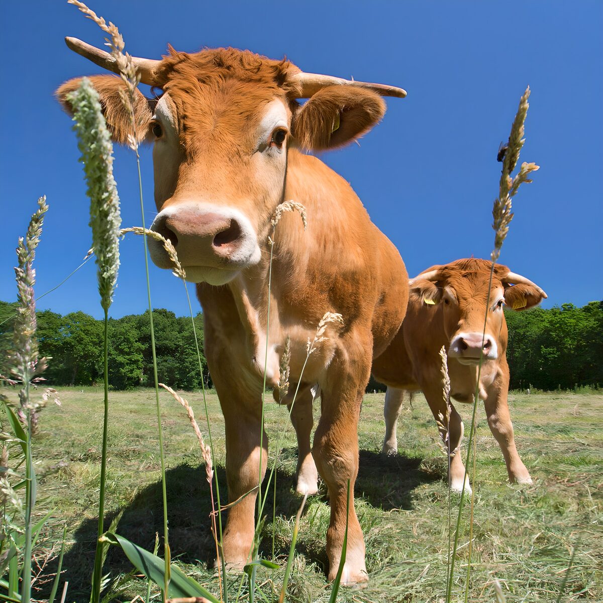 Curious Cows in the Meadow