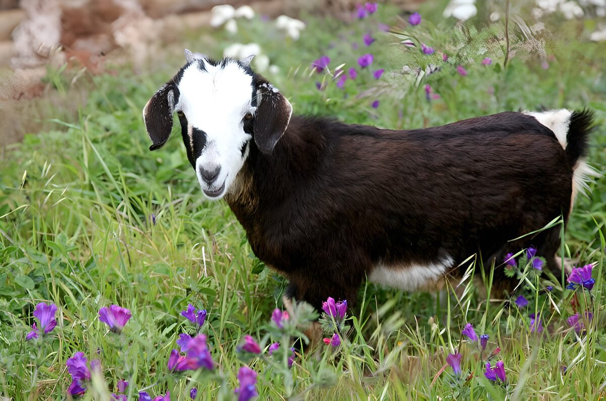 Playful Kid Goat in a Flower Field
