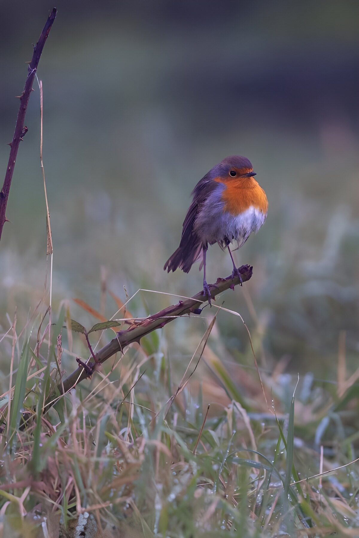 Charming Robin on a Branch