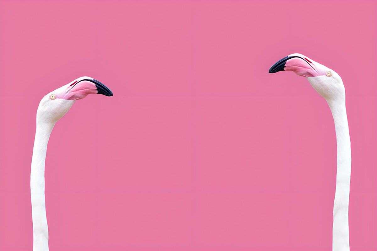 Flamingo Heads on Pink Background