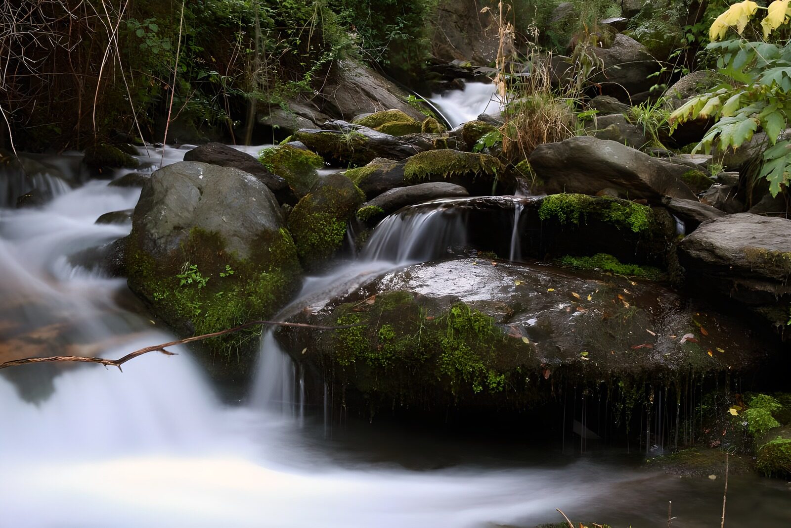 OCCOM7005546: Serene Stream in a Forest Setting