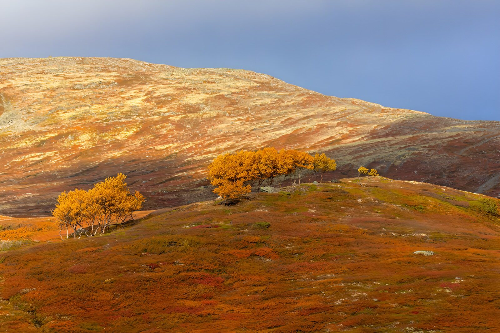 OCCOM6267278: Autumn Hues on Rolling Hills
