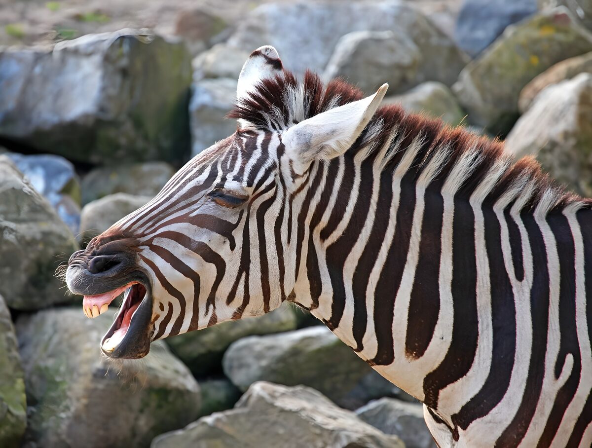 Joyful Zebra in Laughter