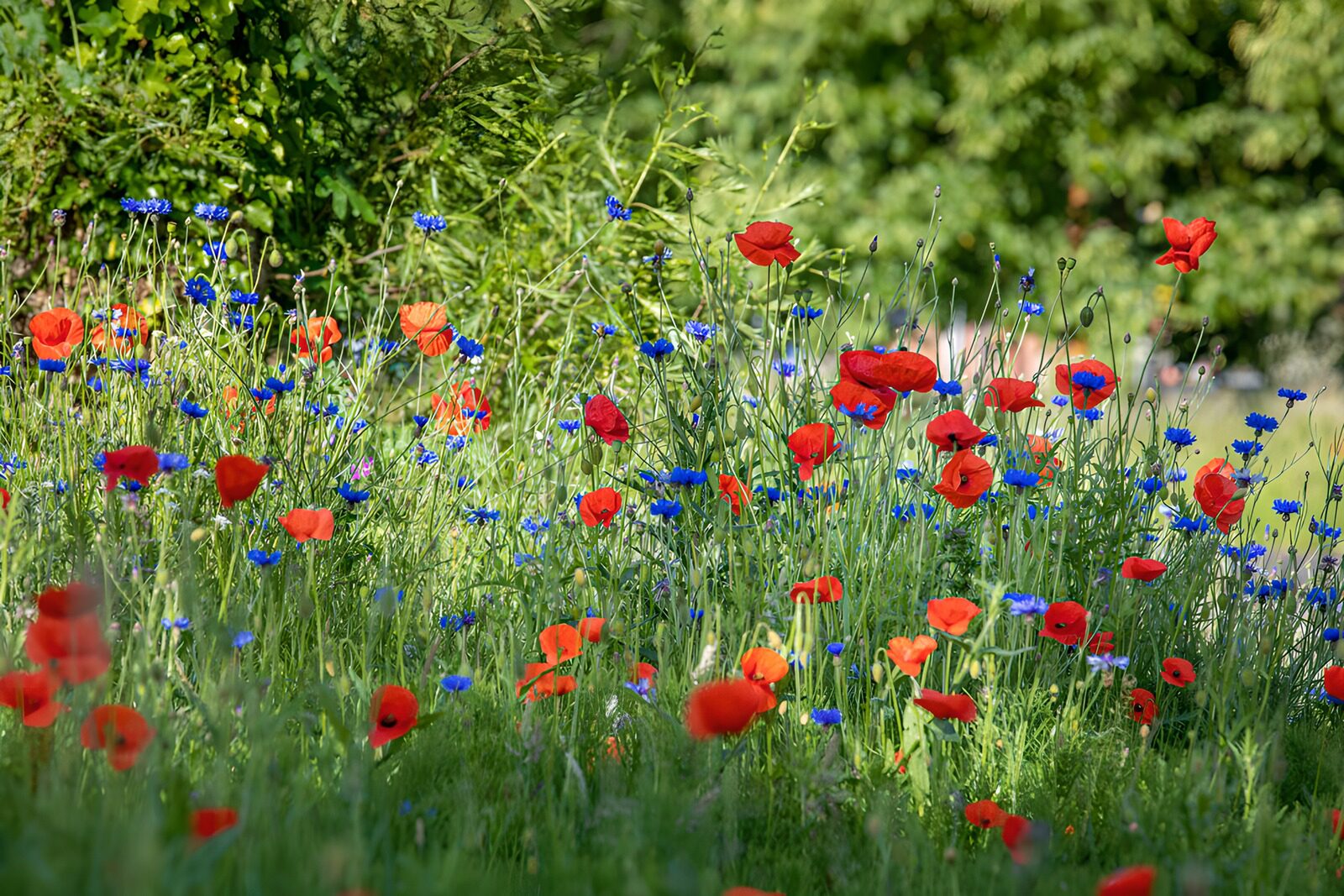 OCCOM1726073: Vibrant Wildflower Meadow