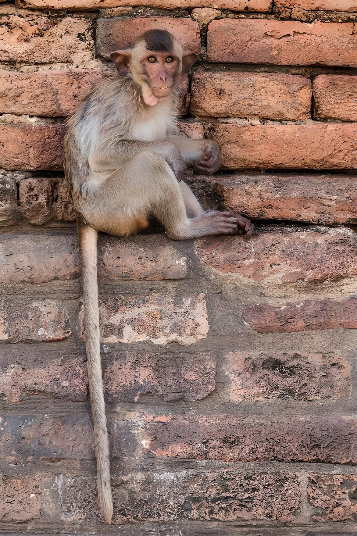 Relaxed Monkey on Brick Wall