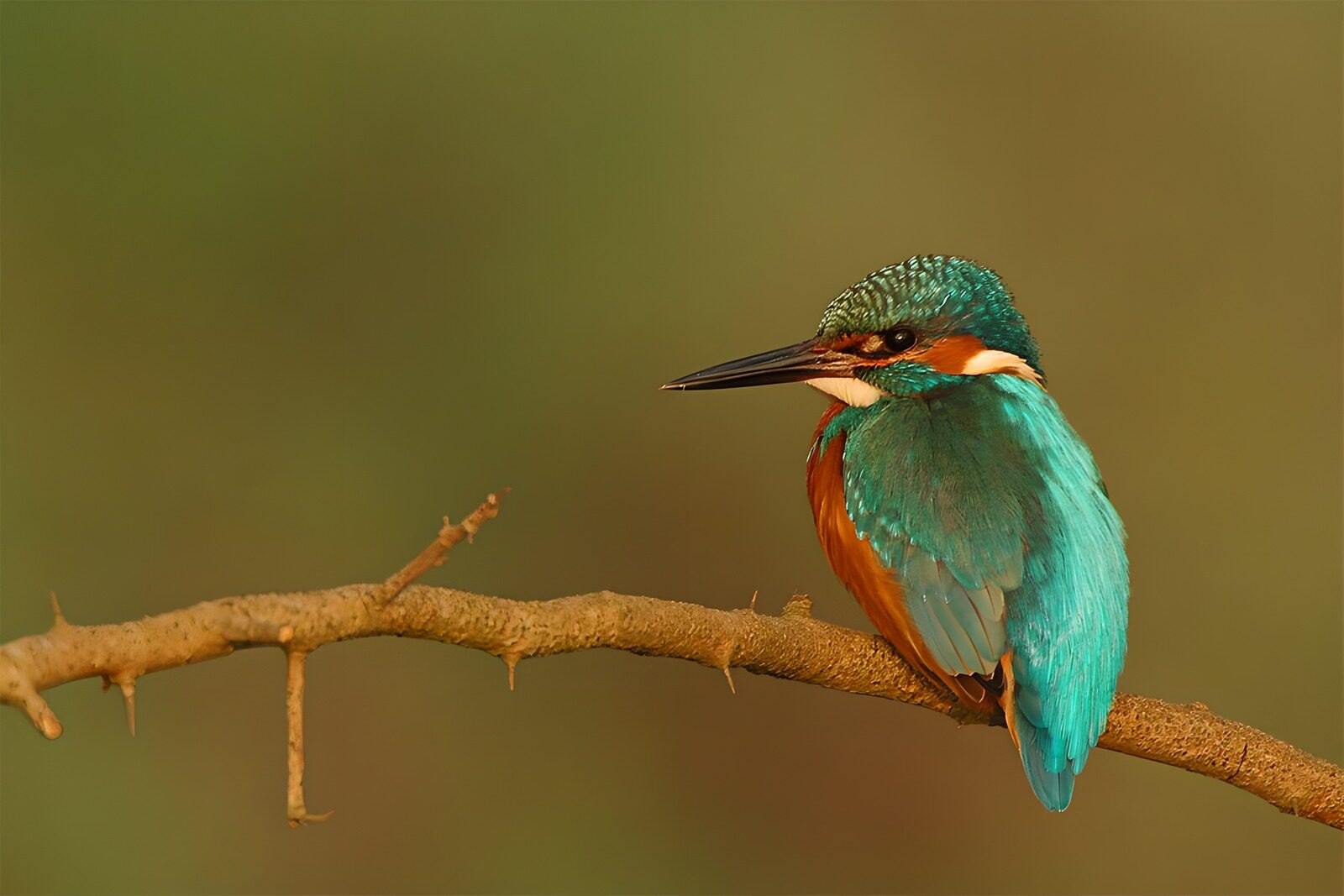 OCCOM6847865: Vibrant Kingfisher Perched on a Branch