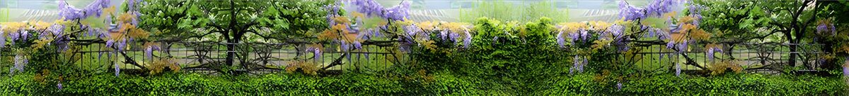 OCCOM3636546: Serene Garden with Wisteria Blooms